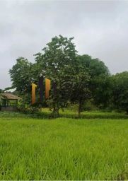 https://img.olx.com.br/thumbs256x256/75/751501884314266.jpg