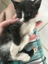 Doa se lindos gatinhos