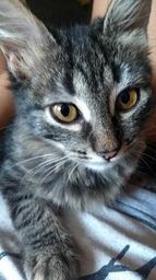 Doa��o gato angor�