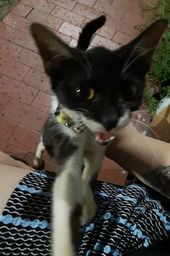 Ado��o gato- ajudo com a castra��o