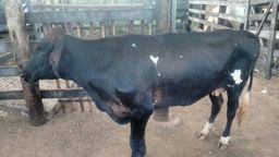 Vaca