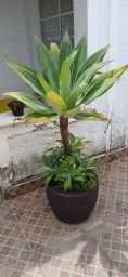 https://img.olx.com.br/thumbs256x256/75/752587240775669.jpg