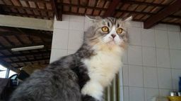 Gato Persa