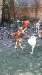 Galo �ndio gigante