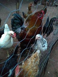 Vendo galinha caipira e brahma promo�ao