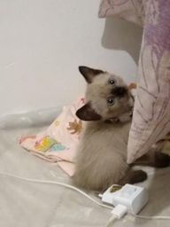Vendo Gata Siam�s