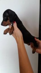Basset