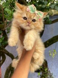 Título do anúncio:  Gato persa filhote fêmea lindos com vacina e pedigree 