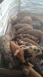 Leitoas caipiras extras