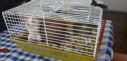 Esquilo da Mong�lia gerbil adulto manso.e muito lindo