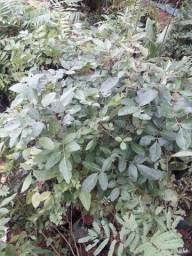 Título do anúncio: Aroeira Pimenteira (Schinus terebinthifolia) 