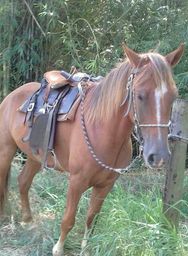 Cavalo sela