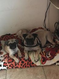 Pug Filhotes