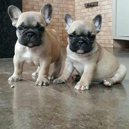 Bulldog Frances Fulvo Femea e Macho