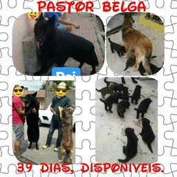 Pastor Belga* (PG)