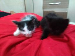 Doa se Gatinho
