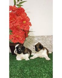 Filhotes de Shih tzu micro 450,00