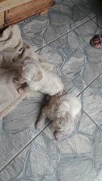 Poodle