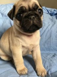 Pug mini femea 19 9 99823478