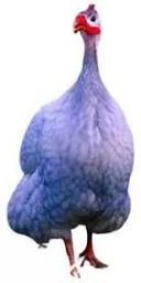 https://img.olx.com.br/thumbs256x256/75/757523870947810.jpg