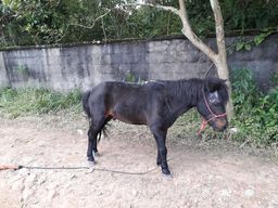 Poney