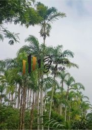https://img.olx.com.br/thumbs256x256/75/758540401644749.jpg