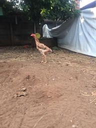 �ndio gigante galinhas a venda