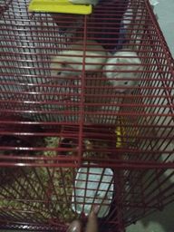 Vendo dois ramster
