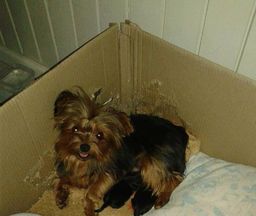 Filhotes de yorkshire terrier miniatura