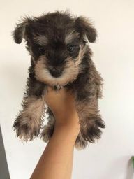 Schnauzer Miniatura Filhotes