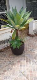 https://img.olx.com.br/thumbs256x256/76/763554485139919.jpg