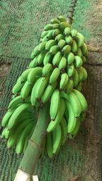 Título do anúncio: Biomassa de banana verde orgânica natural 