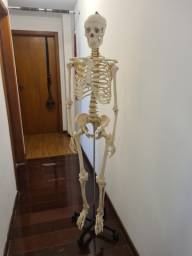 Título do anúncio: Esqueleto humano completo tamanho real (1,60m) em resina + base com rodas e haste de metal