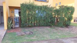 https://img.olx.com.br/thumbs256x256/76/768510887540711.jpg