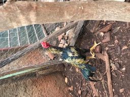 Galo �ndio do bico curto