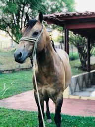 Cavalo quarto de milha