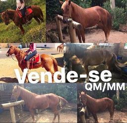 Vende-se cavalo
