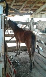 Cavalo