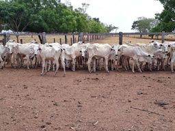 34 Bezerras nelore 12 meses R$ 1.190,00