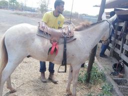 Vendo Ou troco burro masso