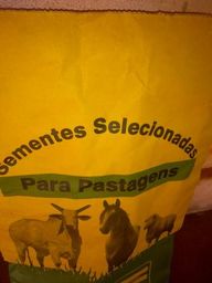 Sementes para pastagem em promo��o