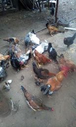 Galinha caipira e galo