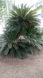 https://img.olx.com.br/thumbs256x256/77/778581520383379.jpg
