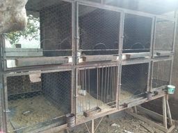 Vendo duas gaiola 400$ as duas