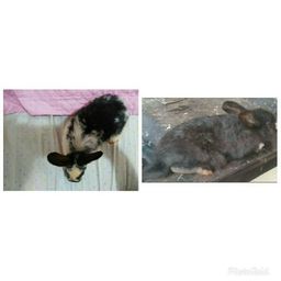 Coelho em An�polis