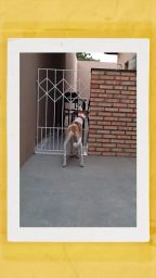 https://img.olx.com.br/thumbs256x256/78/780585521424282.jpg