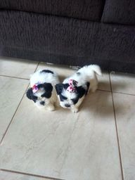 Filhotes femea e macho veja cada puros