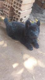 Filhote Chow Chow Macho
