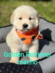 Título do anúncio: lindos filhotes de Golden retriever pronta entrega 