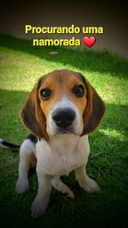 Título do anúncio: Beagle em busca de uma namorada 